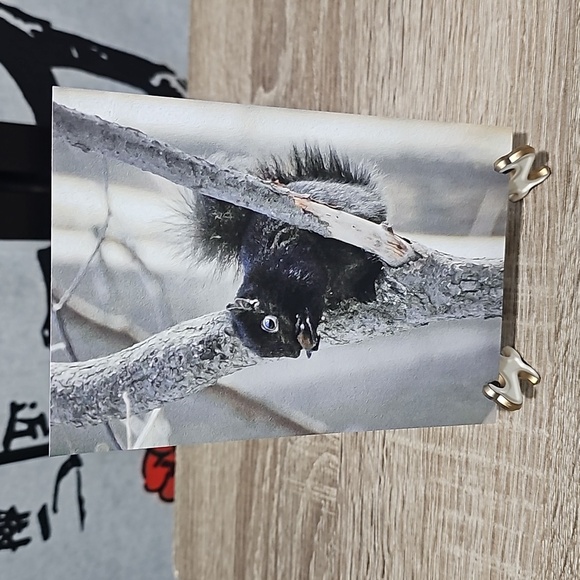 4x6 Cute Black Squirrel Eating in‎ a Tree Oil Painting Art Photography Print - Picture 1 of 4